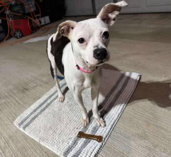 Rescue Chihuahua and Terrier Dogs for Adoption in Cumming, Georgia - Olivia | PetCurious