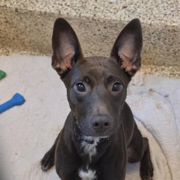 Feist Dogs Available for Adoption in Aiken, South Carolina - Zuma 63045 | PetCurious