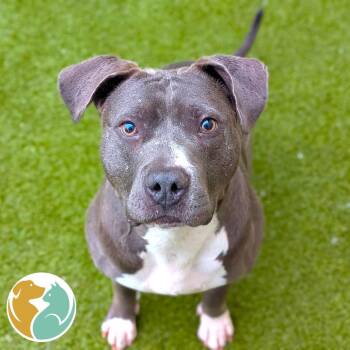 Dottie -  Pit Bull Terrier and Mixed Breed Dog for Adoption in Toledo, Ohio - Dottie | PetCurious