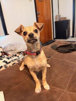 London -  Chihuahua Dog for Adoption in Linton, Indiana - London | PetCurious