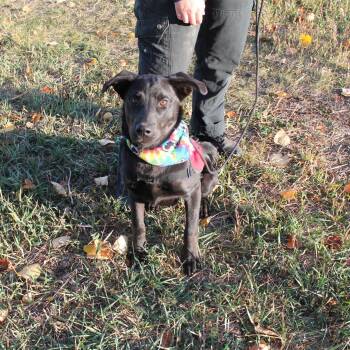 Chief -  Mixed Breed Dog for Adoption in Mccall, Idaho - Chief | PetCurious