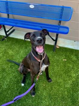 Oliver -  Great Dane and Labrador Retriever Dog for Adoption in Roseville, California - Oliver | PetCurious