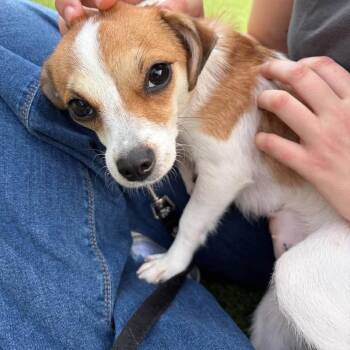 Nairnair -  Mixed Breed Dog for Adoption in Pittsburgh, Pennsylvania - Nairnair | PetCurious