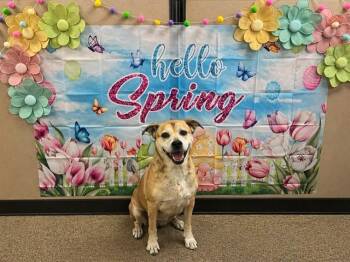 DAKOTA -  Labrador Retriever Dog for Adoption in Ocala, Florida - DAKOTA | PetCurious