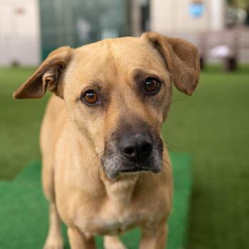 Bandit -  Labrador Retriever and Mixed Breed Dog for Adoption in Pasadena, California - Bandit | PetCurious