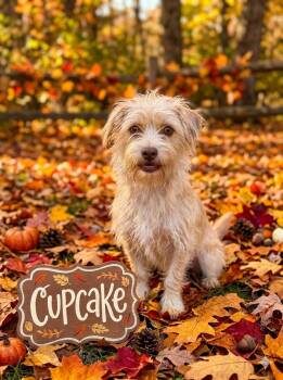 Cupcake -  Terrier and Dachshund Dog for Adoption - Cupcake | PetCurious