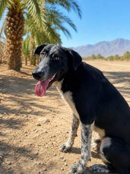 Brodie -  Australian Cattle Dog Blue Heeler and Great Pyrenees Dog for Adoption in Palm Desert, California - Brodie | PetCurious