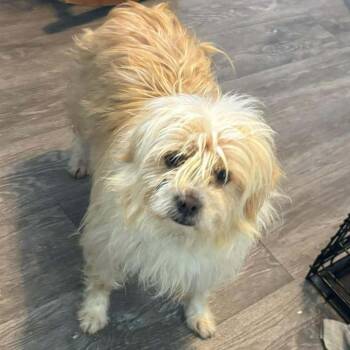 Ralphie -  Lhasa Apso and Terrier Dog for Adoption in Cleveland, Tennessee - Ralphie | PetCurious