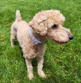 Demi -  Miniature Poodle Dog for Adoption in Flossmoor, Illinois - Demi | PetCurious