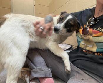 Australian Shepherd Dogs Available for Adoption in Fort Collins, Colorado - Talia | PetCurious