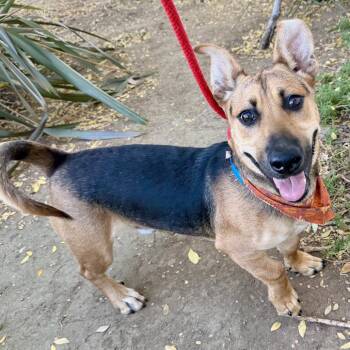 Cardigan Welsh Corgi and German Shepherd Dog Dogs Available for Adoption - Shortstop | PetCurious
