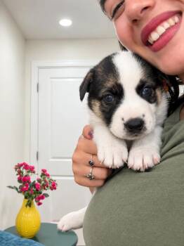 Bounty The Coconut Girl Sweetie -  Husky and Pit Bull Terrier Dog for Adoption in Friendswood, Texas - Bounty The Coconut Girl Sweetie | PetCurious