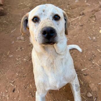 Rescue Mixed Breed Dogs for Adoption in Moab, Utah - Pewter | PetCurious