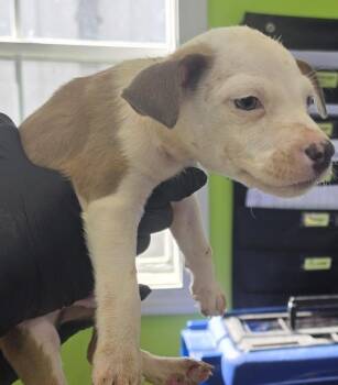 Vincent -  Pit Bull Terrier Dog for Adoption in Cleveland, Tennessee - Vincent | PetCurious