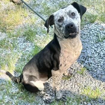 Rescue Bluetick Coonhound and Australian Shepherd Dogs for Adoption in Washington, District Of Columbia - Electra | PetCurious