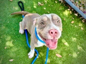 FAITH -  Pit Bull Terrier and Mixed Breed Dog for Adoption in Orlando, Florida - FAITH | PetCurious