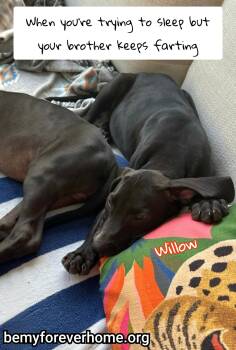 Rescue German Shorthaired Pointer Dogs for Adoption in Plano, Texas - Willow | PetCurious