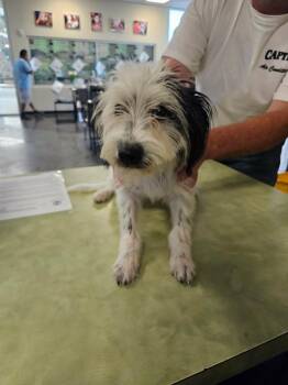 Found stray: Dottie -  Wheaten Terrier Dog for Adoption in Rockwall, Texas - Found Stray: Dottie | PetCurious