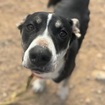 American Staffordshire Terrier and German Shepherd Dog Dogs Available for Adoption - Spring | PetCurious