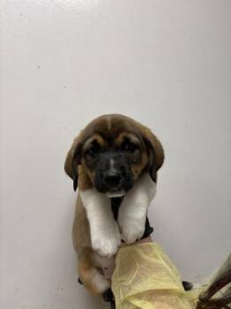 Bernese Mountain Dog and Beagle Dogs Available for Adoption in Morton Grove, Illinois - Chrysanthimum | PetCurious