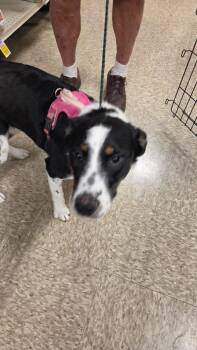 Bella -  Australian Cattle Dog Blue Heeler Dog for Adoption - Bella | PetCurious
