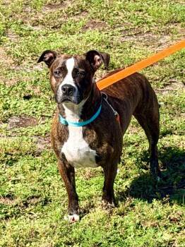 Pit Bull Terrier and Chihuahua Dogs Available for Adoption in Cape Coral, Florida - Canon | PetCurious