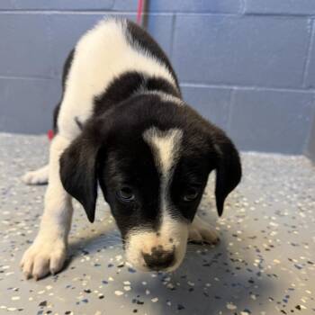 Amber -  Labrador Retriever and Pit Bull Terrier Dog for Adoption in Tuscaloosa, Alabama - Amber | PetCurious