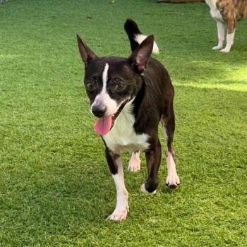 Rescue Chihuahua Dogs for Adoption in Humacao, Humacao - Spock | PetCurious