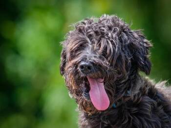 Theo -  Miniature Schnauzer Dog for Adoption in Pointe-fortune, Quebec - Theo | PetCurious