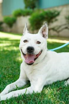 Rescue American Staffordshire Terrier and Pit Bull Terrier Dogs for Adoption in Pasadena, California - Andrew | PetCurious