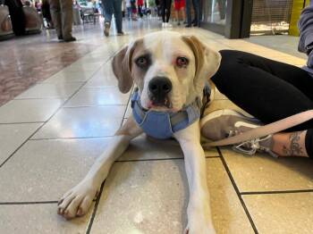 Boxer and Mixed Breed Dogs Available for Adoption in Peru, New York - Zeus/Bee | PetCurious