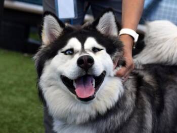 Vitamin C -  Siberian Husky Dog for Adoption - Vitamin C | PetCurious