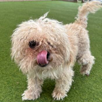 Dorian 7000 -  Poodle Dog for Adoption in Loxahatchee Groves, Florida - Dorian 7000 | PetCurious