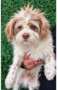 Galvin -  Terrier Dog for Adoption - Galvin | PetCurious