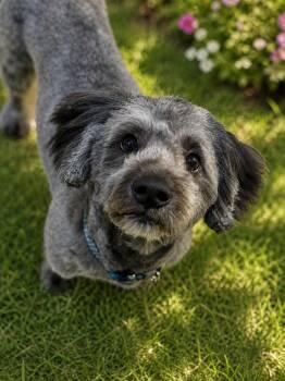 Havanese and Miniature Poodle Dogs Available for Adoption in Phoenix, Arizona - Luke | PetCurious