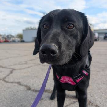 Black Labrador Retriever and Border Collie Dogs Available for Adoption in West Plains, Missouri - Diana | PetCurious