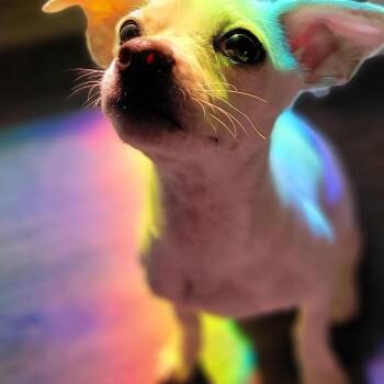Clove -  Chihuahua Dog for Adoption in Austin, Texas - Clove | PetCurious