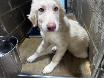 Katya -  Mixed Breed Dog for Adoption in Shelbyville, Tennessee - Katya | PetCurious
