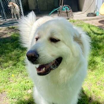 Yuki -  Great Pyrenees Dog for Adoption in Aspen, Colorado - Yuki | PetCurious