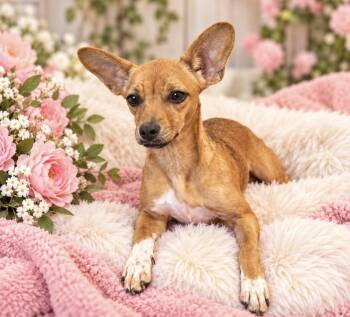 Lacey -  Chihuahua Dog for Adoption in Cedartown, Georgia - Lacey | PetCurious