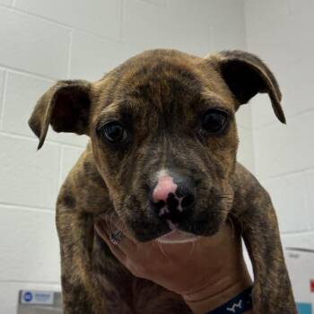 Terrier Dogs Available for Adoption - Taylor | PetCurious