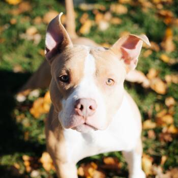 Rescue Pit Bull Terrier Dogs for Adoption in Northbrook, Illinois - Franco | PetCurious