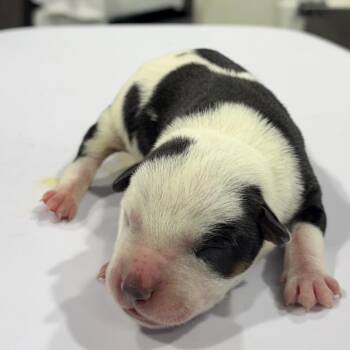 Cowgirl -  Australian Cattle Dog Blue Heeler and Australian Shepherd Dog for Adoption in Tampa, Florida - Cowgirl | PetCurious