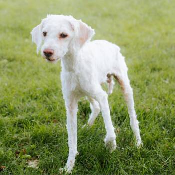 Lovey Hershey -  Maltese Dog for Adoption in Northbrook, Illinois - Lovey Hershey | PetCurious
