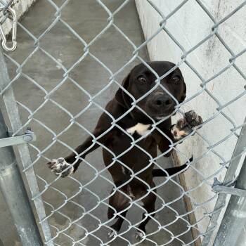 Pendi -  Coonhound and Mixed Breed Dog for Adoption in Titusville, Florida - Pendi | PetCurious