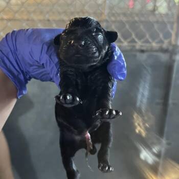 Shepherd Dogs Available for Adoption - Maizie Pup 1 | PetCurious