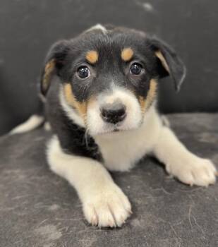 Minni -  Mixed Breed Dog for Adoption in Bemidji, Minnesota - Minni | PetCurious