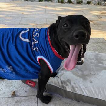 Rescue Labrador Retriever and Pit Bull Terrier Dogs for Adoption in Miami, Florida - Beckham | PetCurious