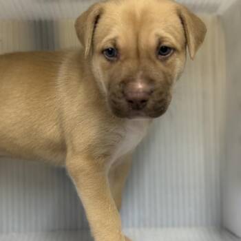 Mixed Breed Dogs Available for Adoption in Pauls Valley, Oklahoma - Grady | PetCurious