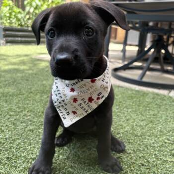 Beth -  Labrador Retriever Dog for Adoption in Brantford, Ontario - Beth | PetCurious